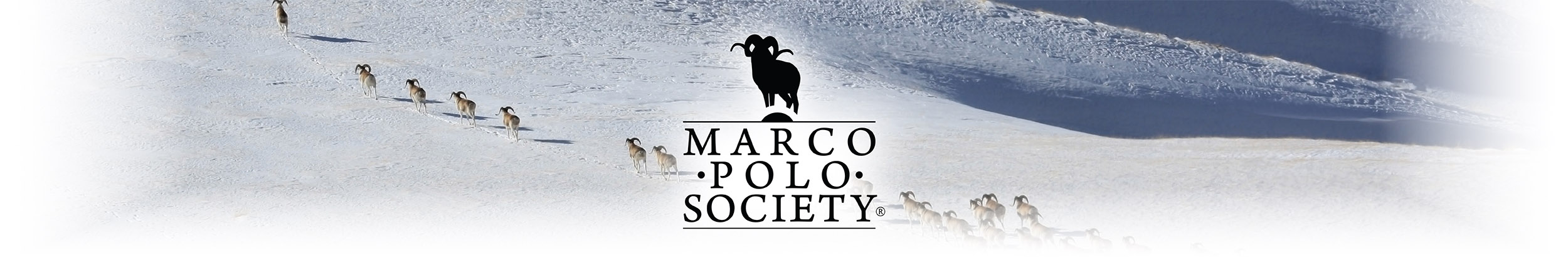 group of marco polo argalis crossing a snowy mountain field